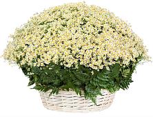 Цветочная композиция из Ромашки в корзине #REPLACE_PRED# Посёлок центральной усадьбы совхоза Мир
